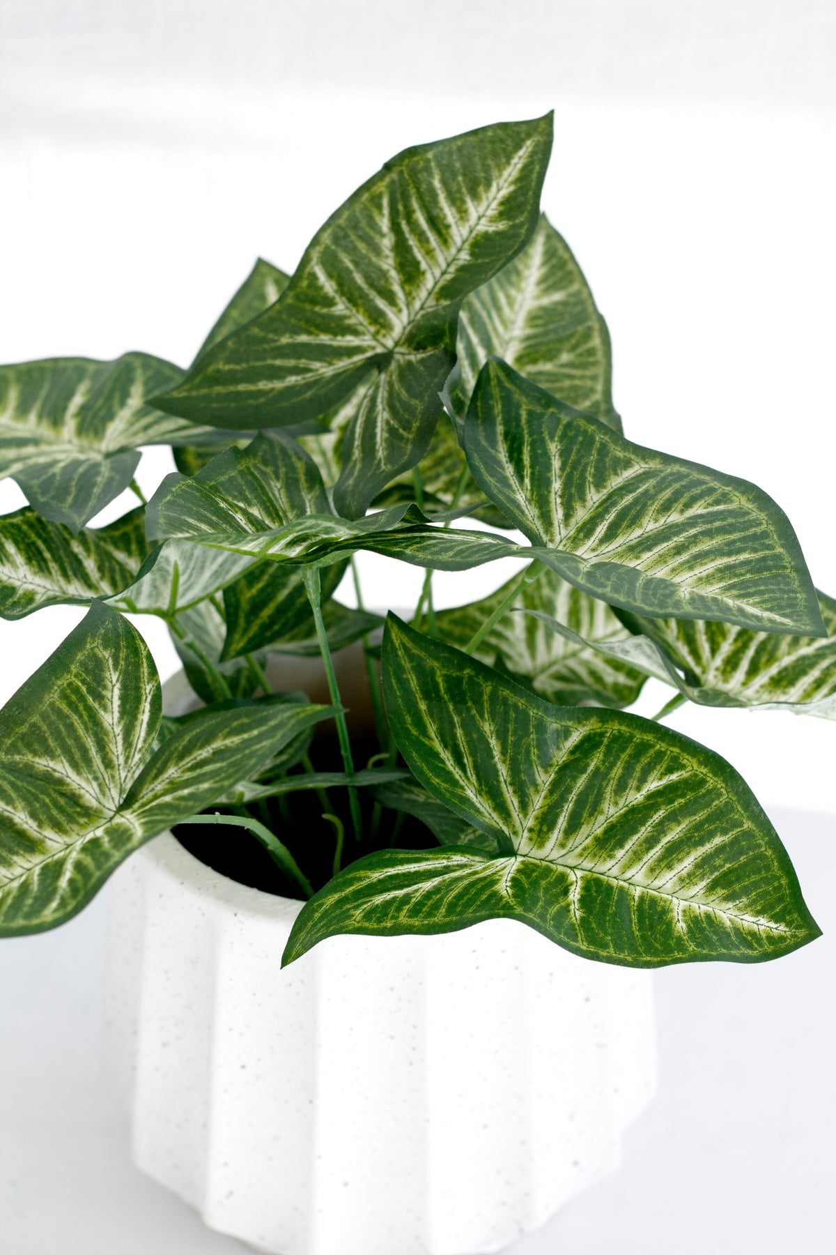 Close view of syngonium leaves in a fluted white pot
