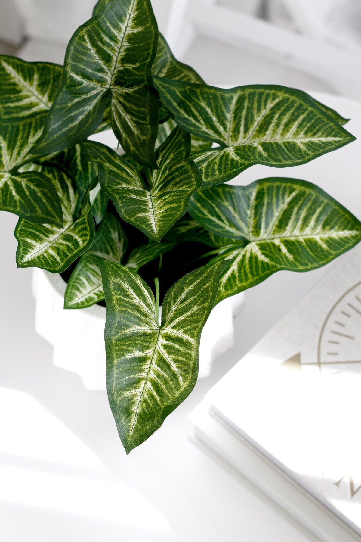 Arrow-shaped syngonium leaves with pale veins, close view