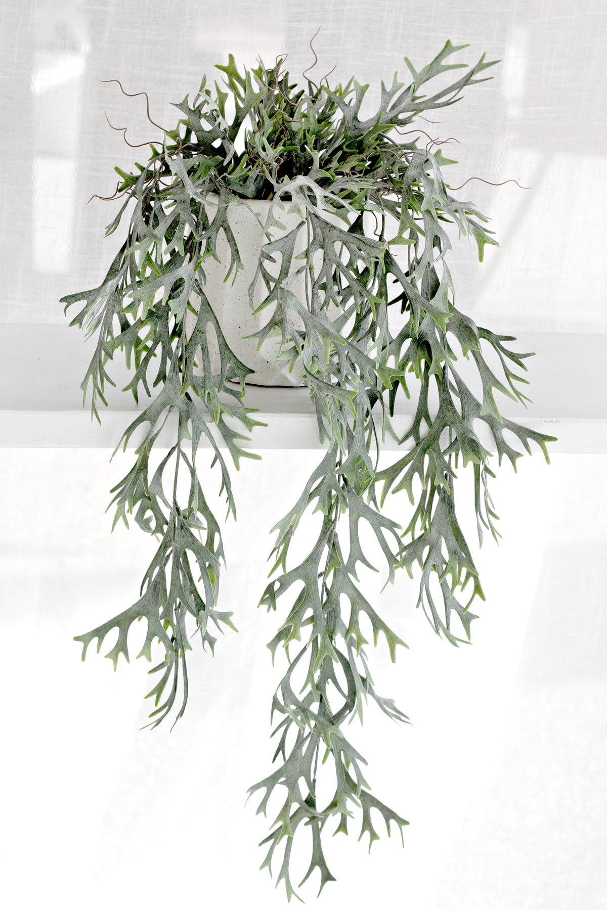 Hanging staghorn bush trailing from a white pot on a shelf with a sheer curtain behind