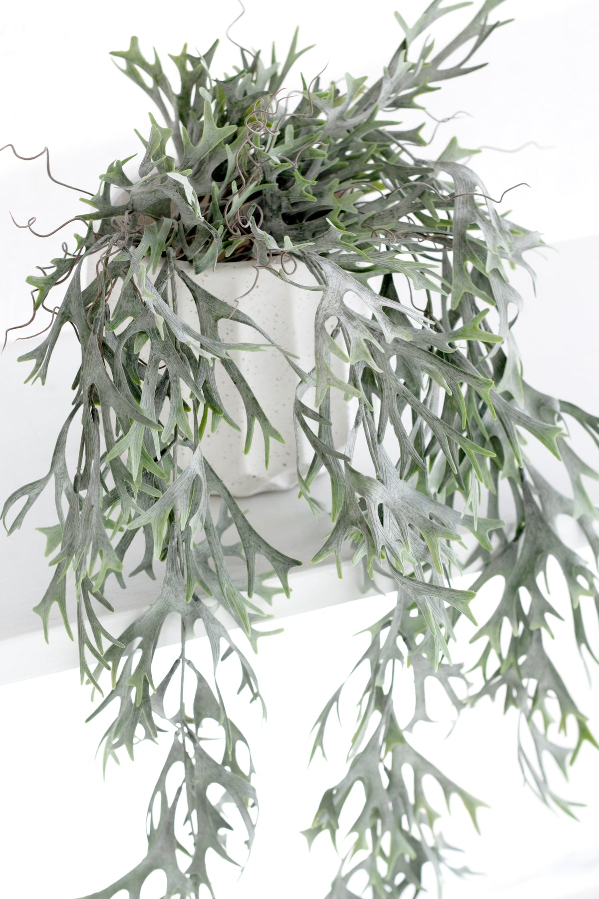 Close view of grey green staghorn fronds trailing from a white pot