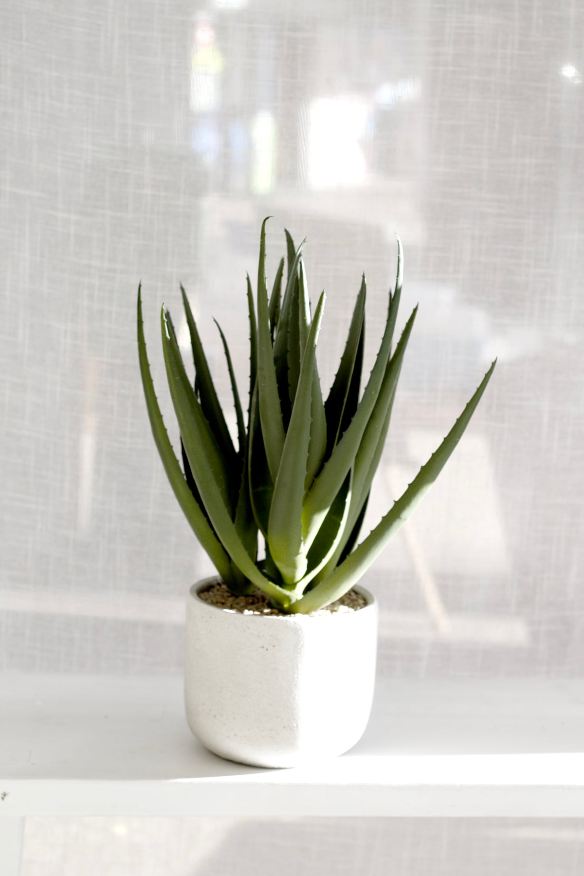 Aloe in a white cement pot against sheer curtains