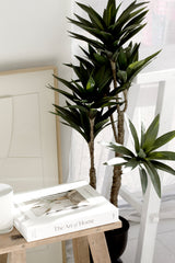 Dracaena Potted 91cm