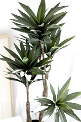 Dracaena Potted 91cm