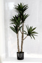Dracaena Potted 91cm