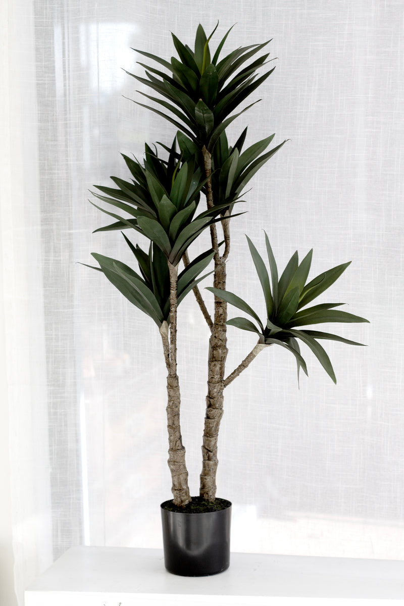 Dracaena Potted 91cm