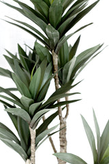 Dracaena Potted 91cm