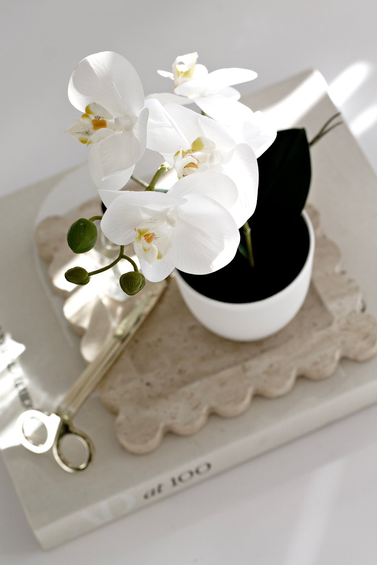 White orchid in a white pot on a scalloped tray with a black curved piece behind