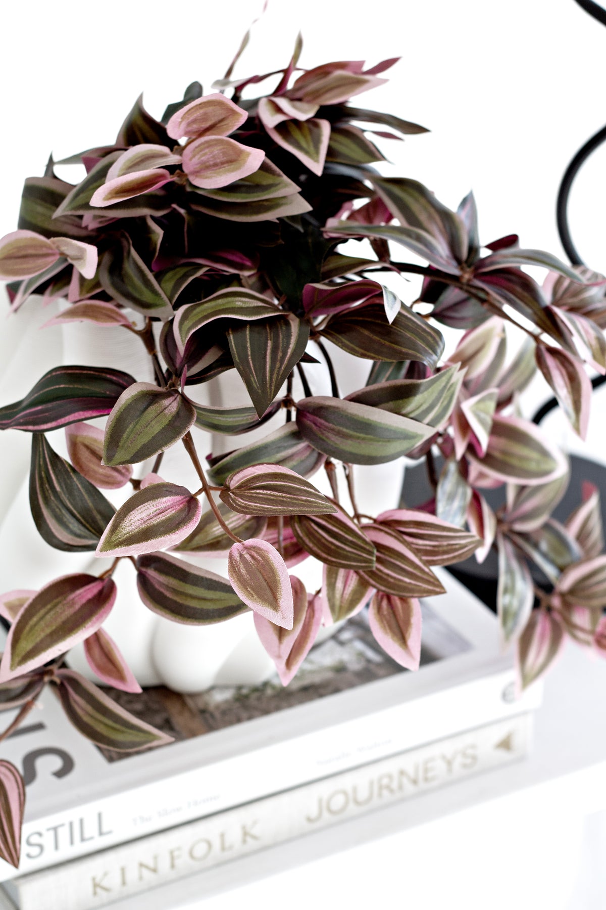Wandering Dew Lilac in a white pot on a stack of books, leaves cascading over the edge