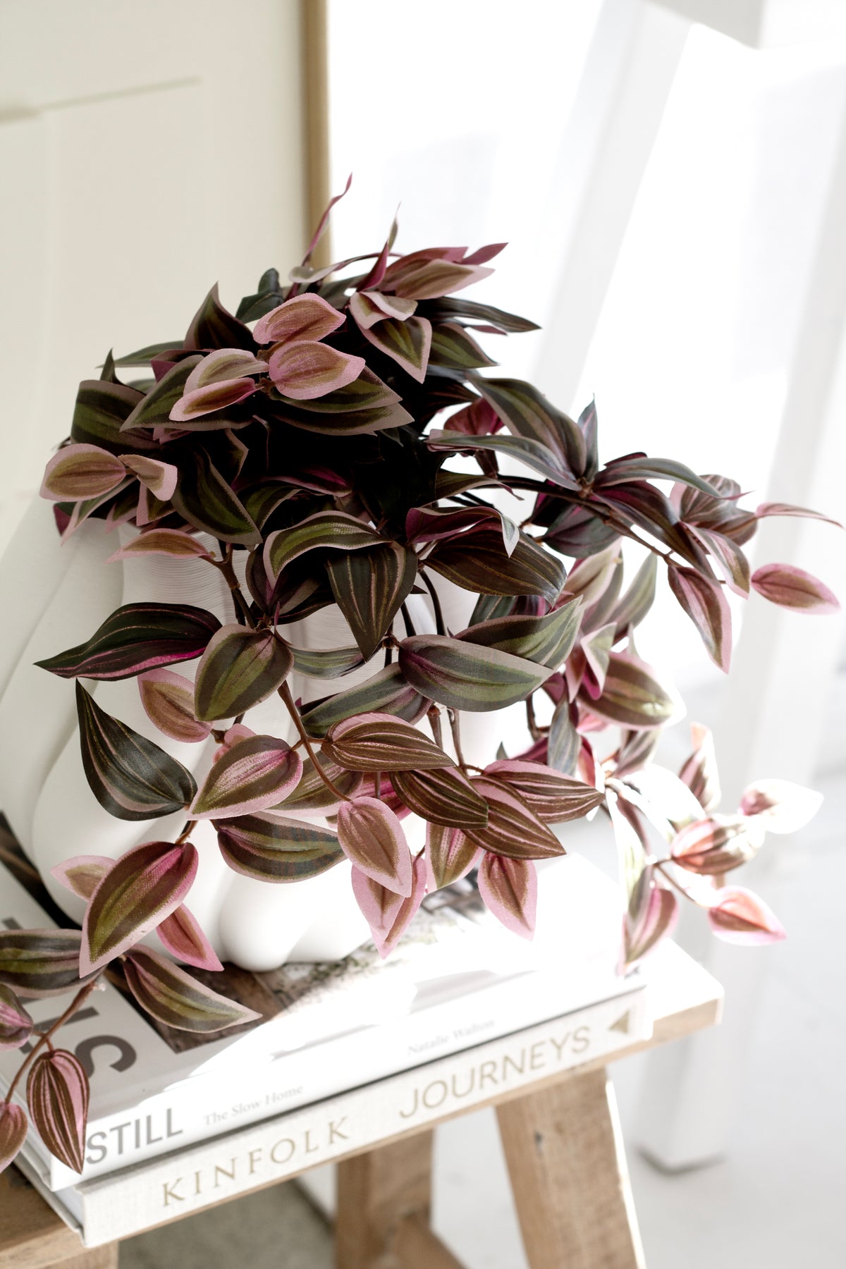 Wandering Dew Lilac in a white pot on a timber stool by a window