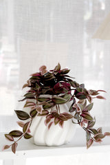 Wandering Dew Lilac Hanging Bush – 183 Leaf Faux Plant Stem