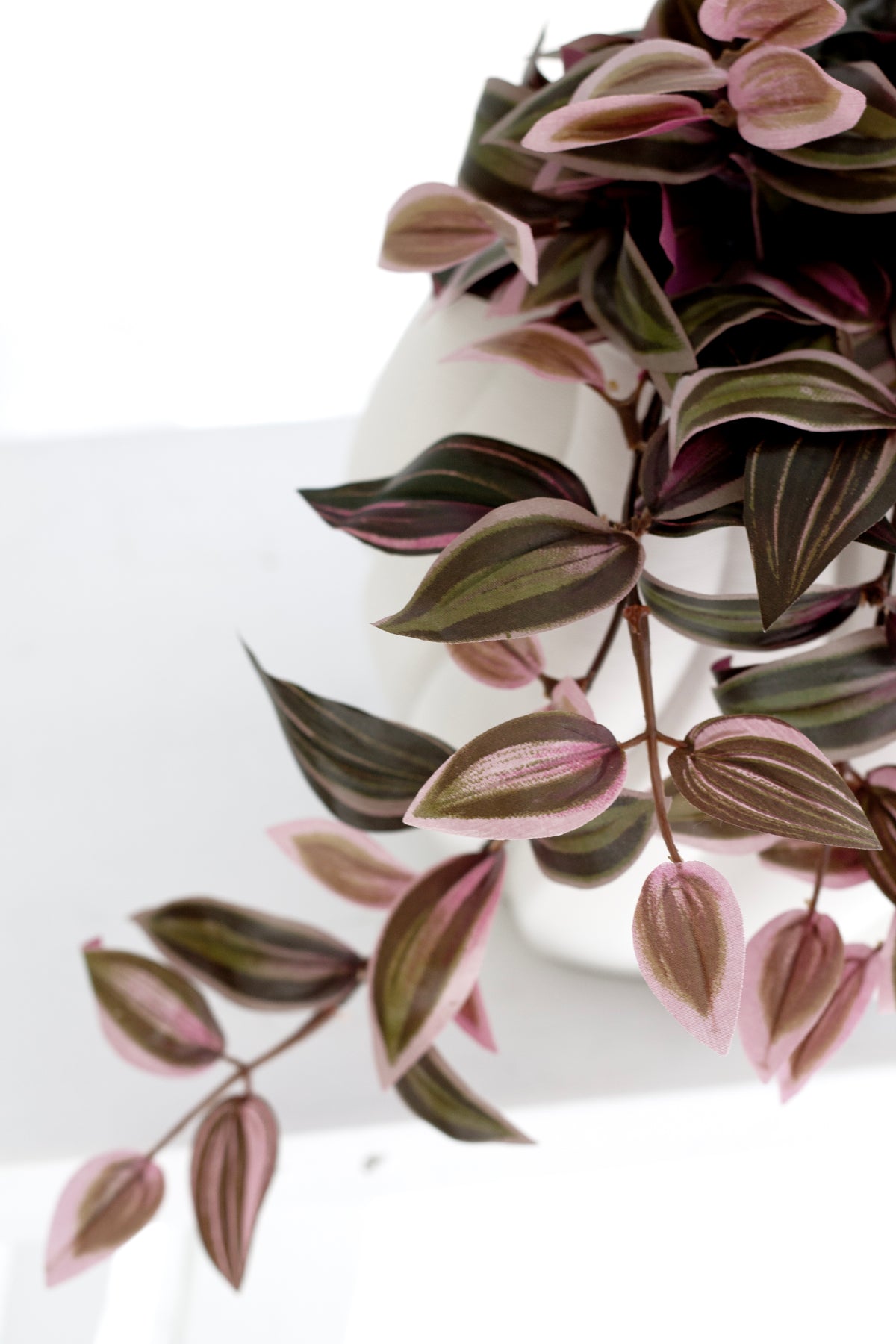Close view of the Wandering Dew Lilac's striped purple and green leaves spilling from a white pot