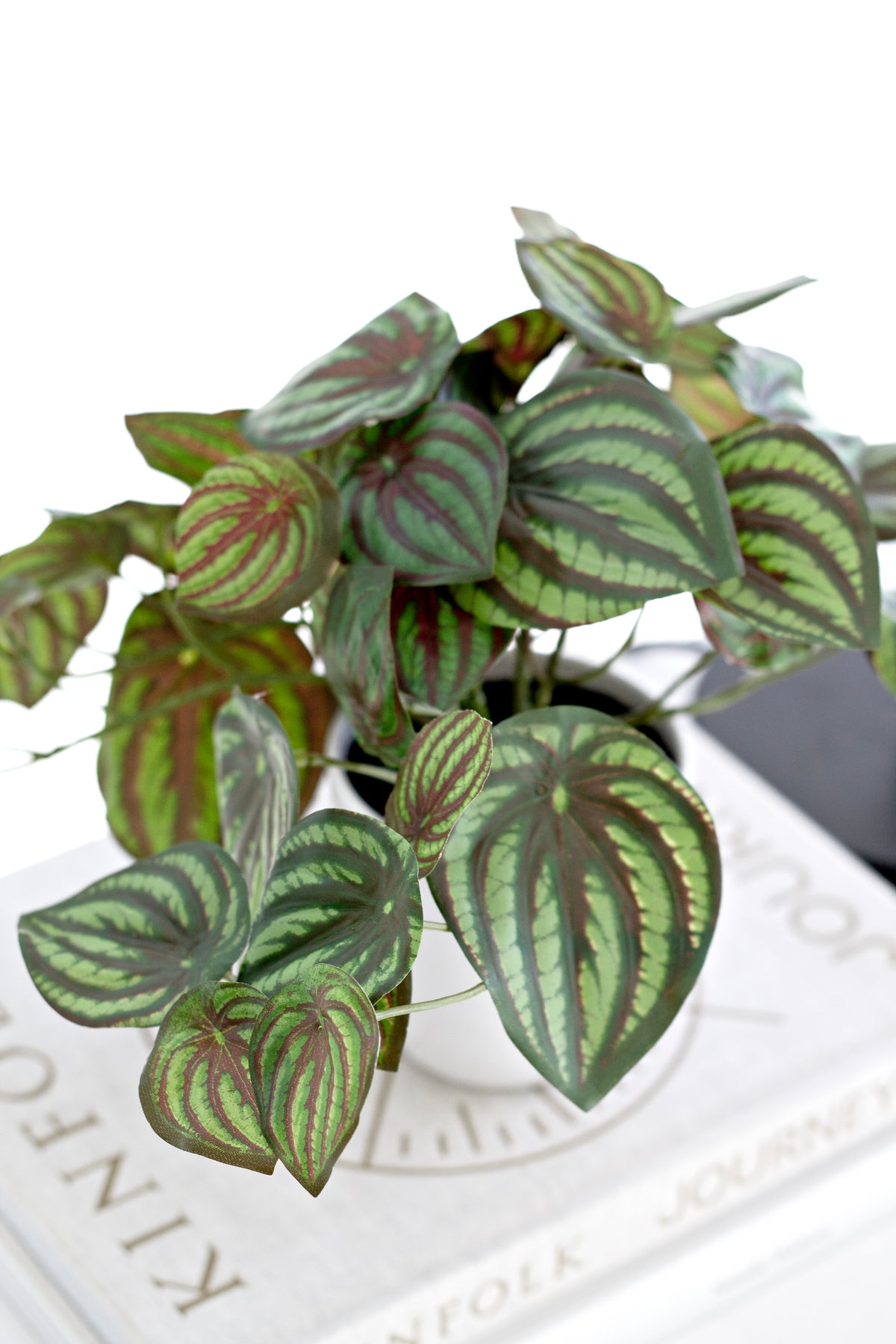 Close view of the faux watermelon peperomia's striped leaves on a coffee table book