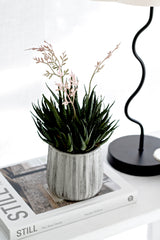 Haworthia in Cement Pot 35cm