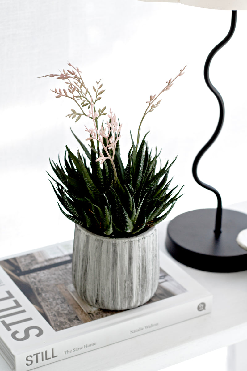 Haworthia in Cement Pot 35cm