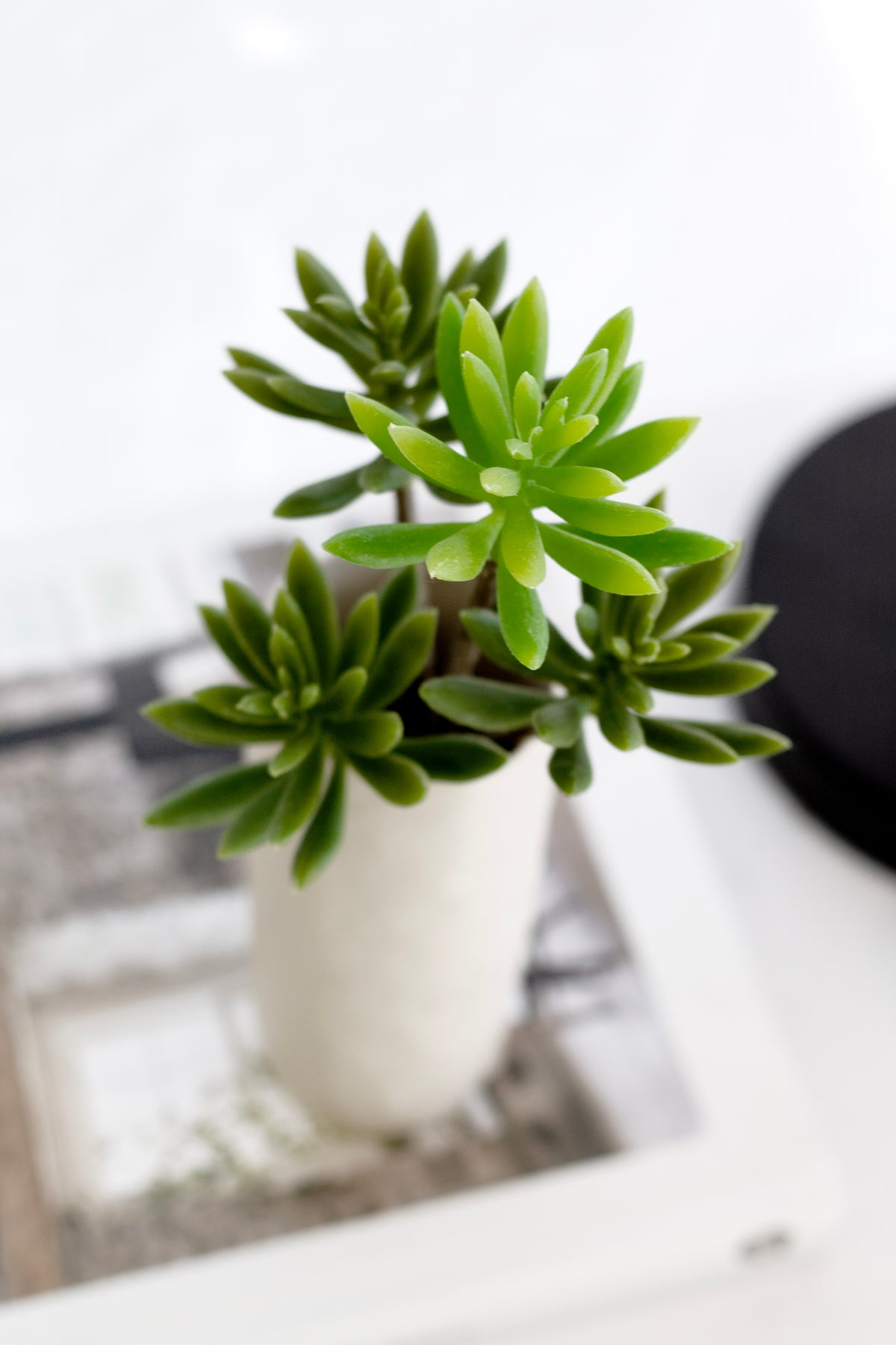 Echeveria Pick, Green 28cm Lifelike Faux Succulent