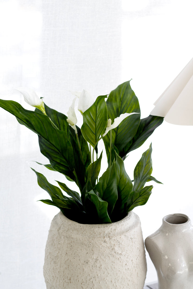 Potted Spathiphyllum