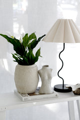 Potted Spathiphyllum