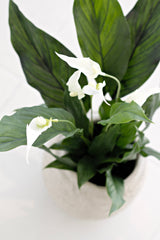 Potted Spathiphyllum