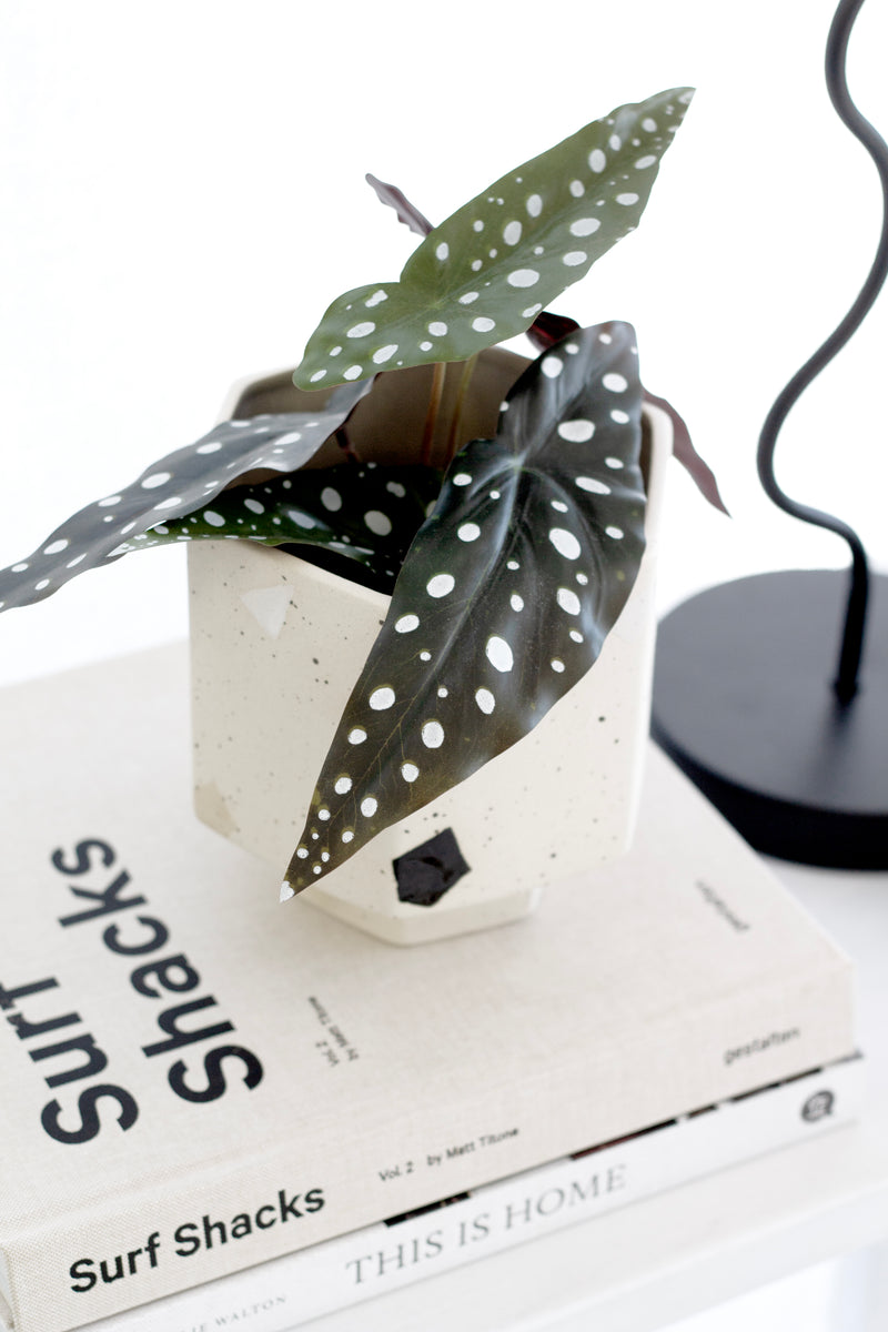 Angel Wing Begonia – 24cm Potted Faux Plant in Black Pot