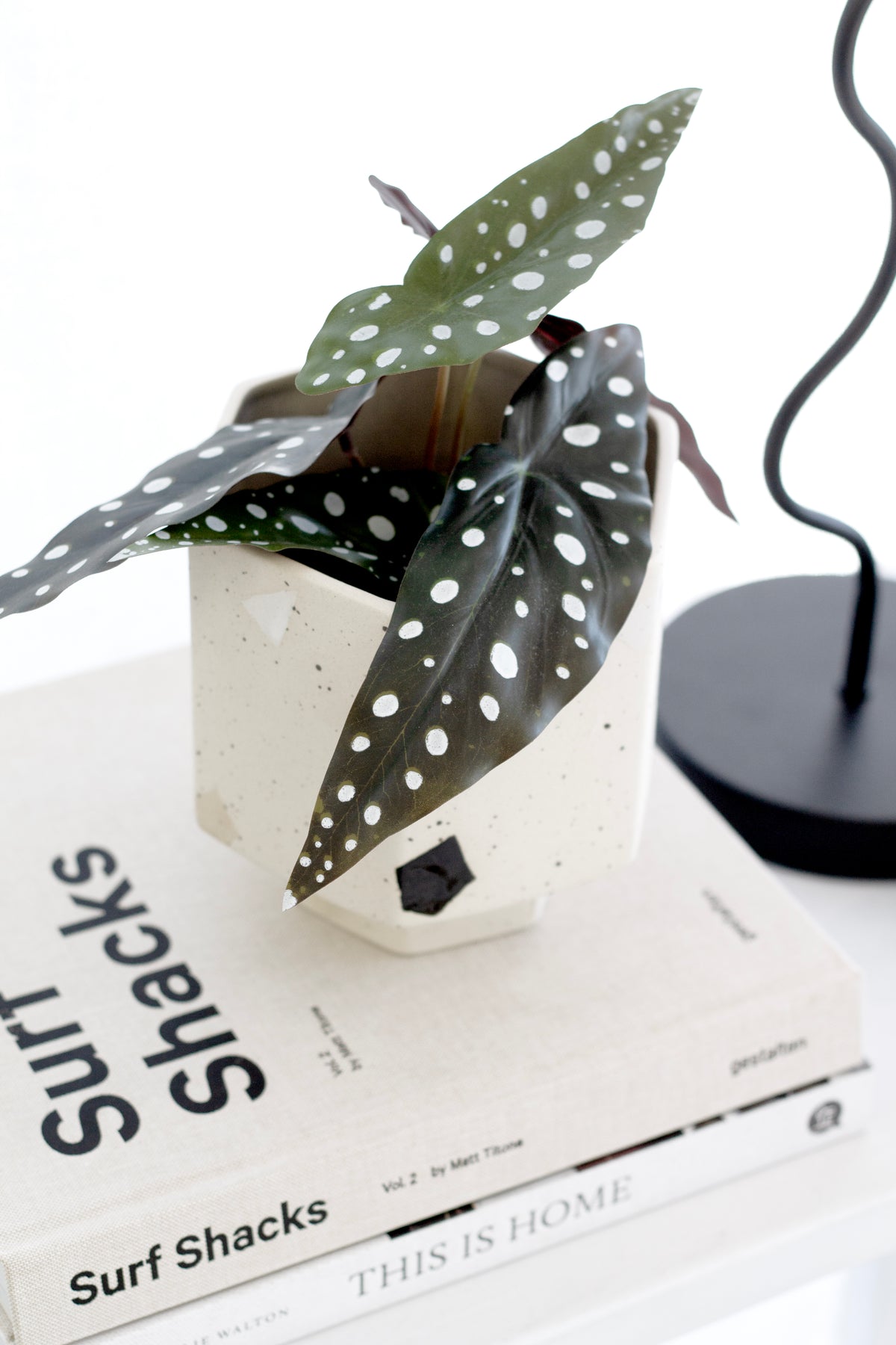 Close-up of a potted begonia on Surf Shacks Volume 2 and This Is Home