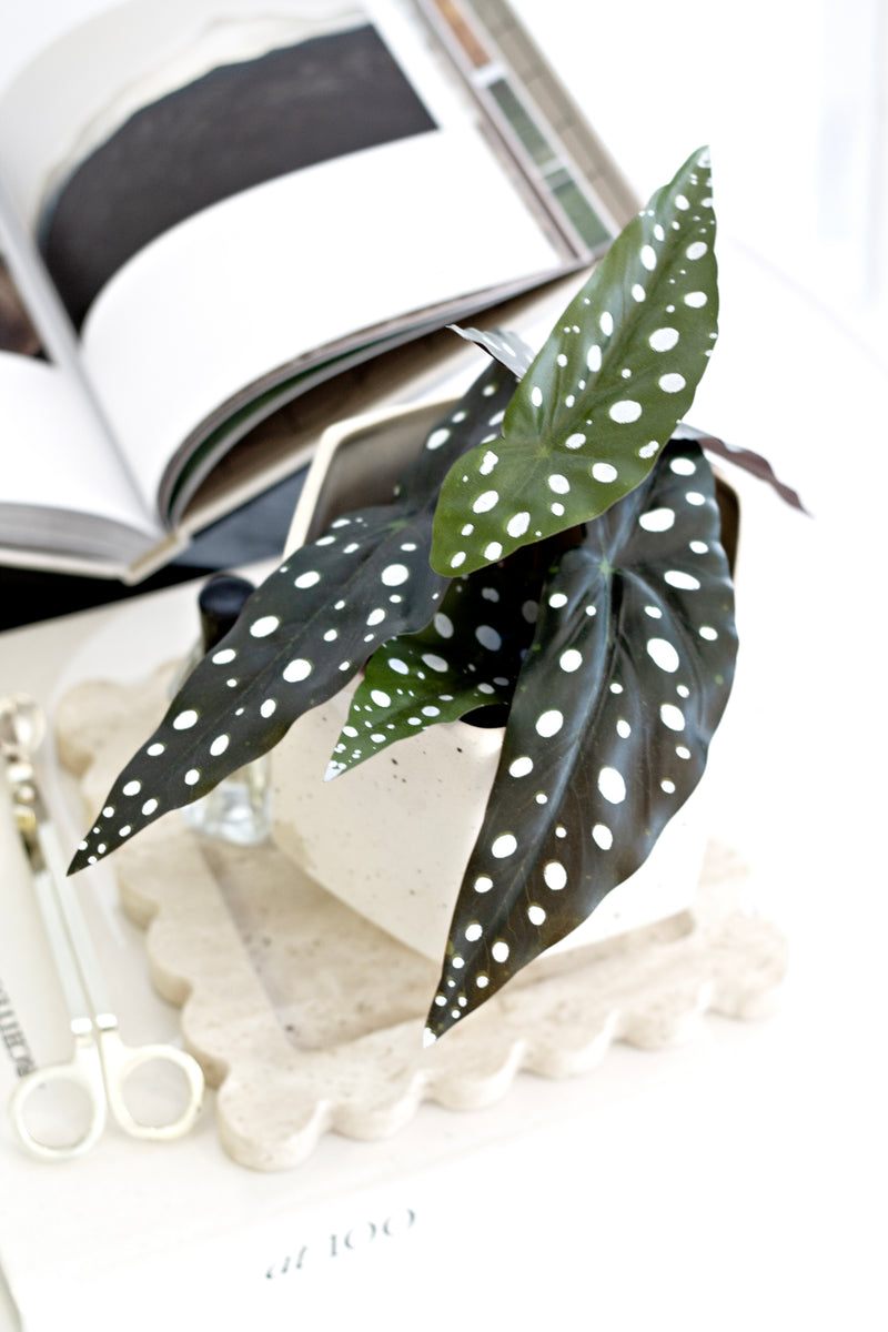 Angel Wing Begonia – 24cm Potted Faux Plant in Black Pot