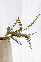 Mini Eucalyptus Pulverulenta | 81cm Faux Eucalyptus Stem with Soft Grey-Green Leaves