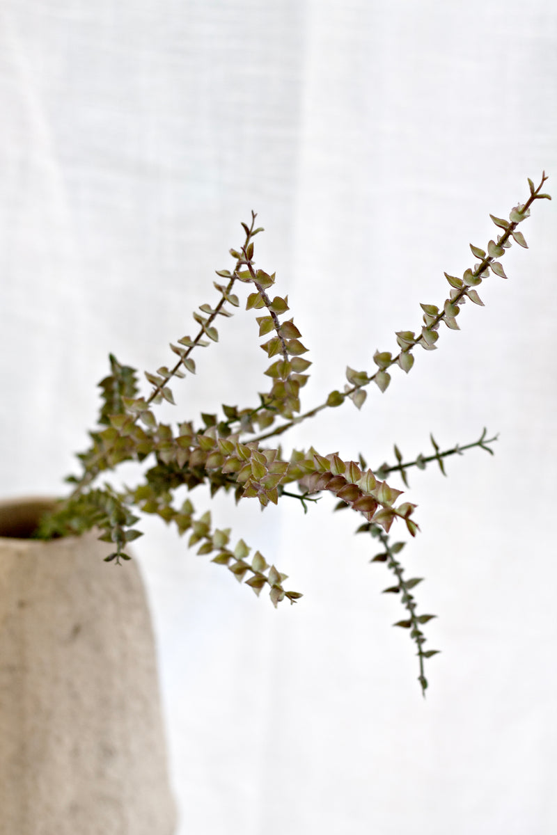 Mini Eucalyptus Pulverulenta | 81cm Faux Eucalyptus Stem with Soft Grey-Green Leaves