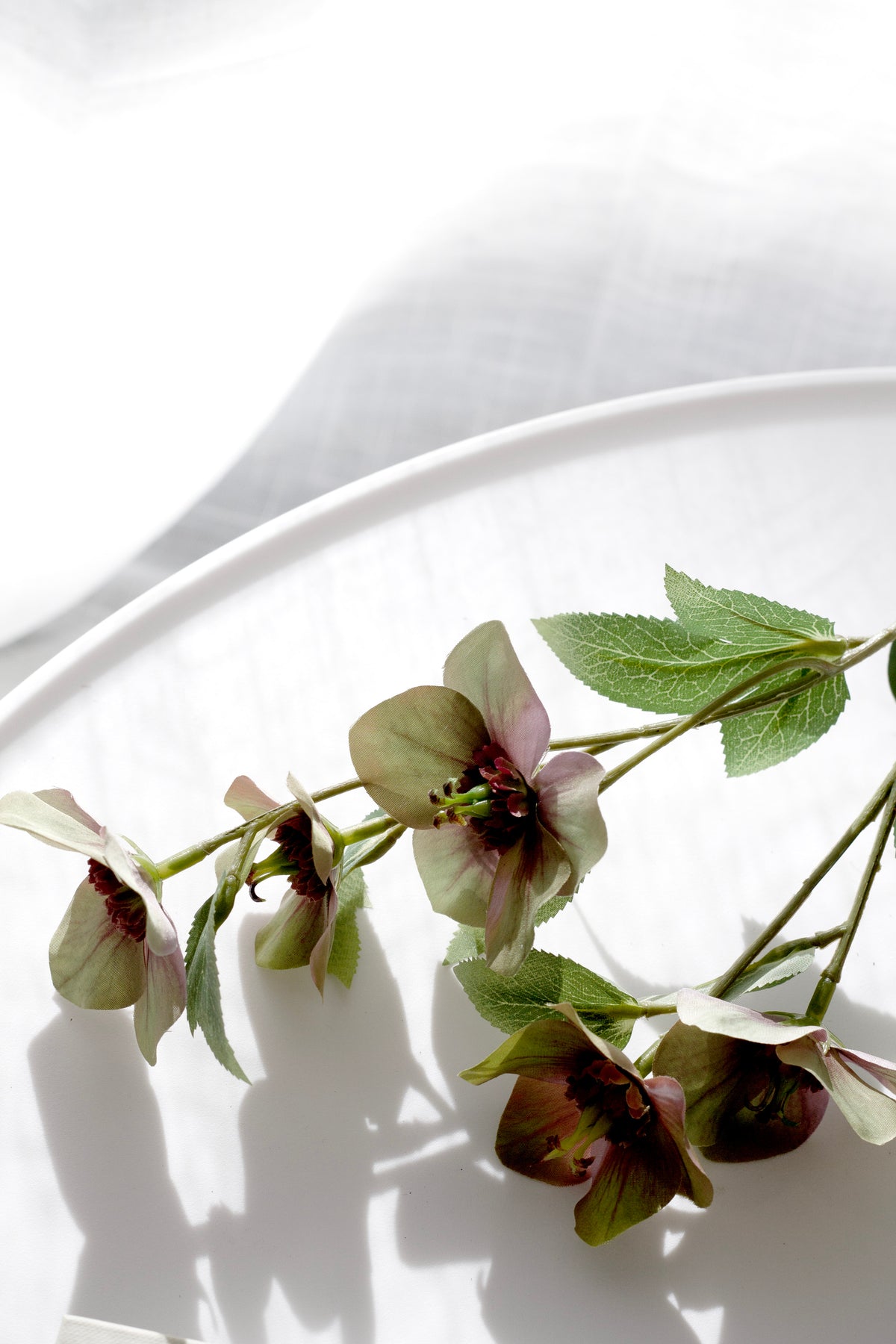 Mauve hellebore stem lying on a white round tray
