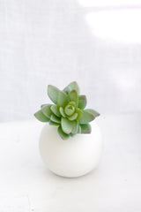 Lotus Succulent Green/Grey Tips 13cm