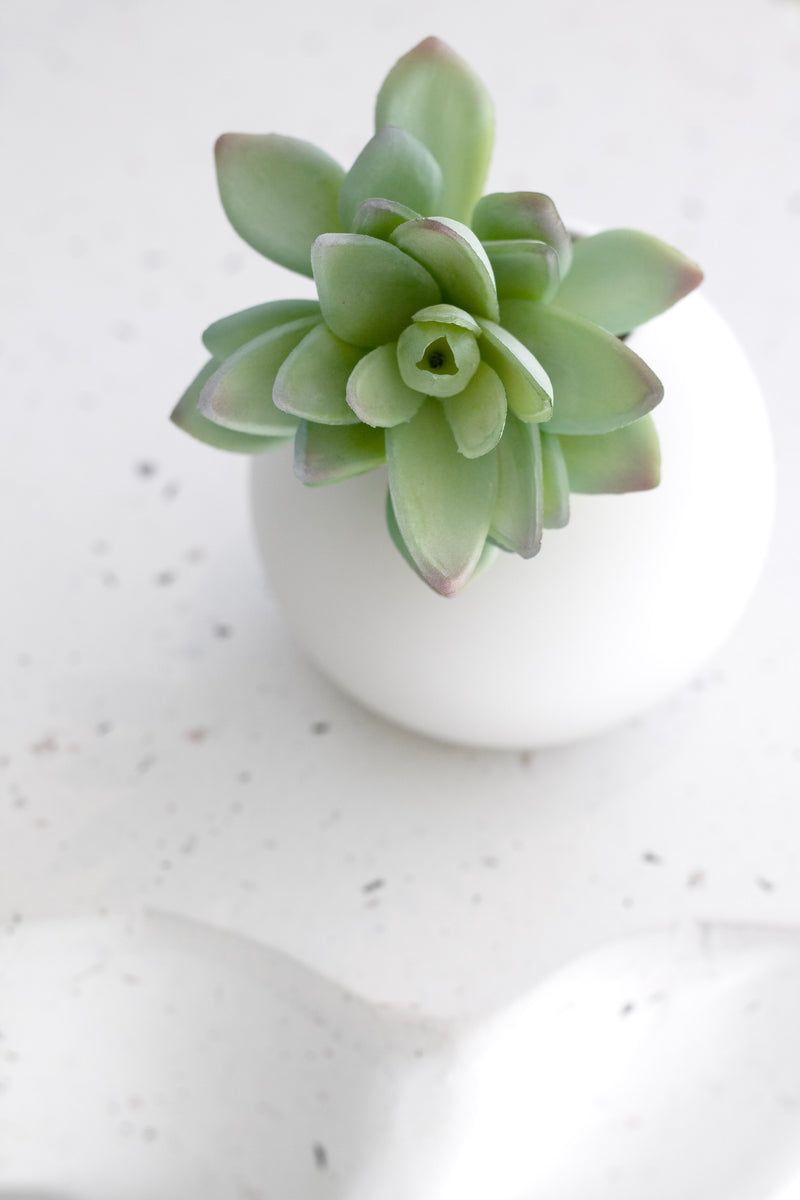 Lotus Succulent Green/Grey Tips 13cm