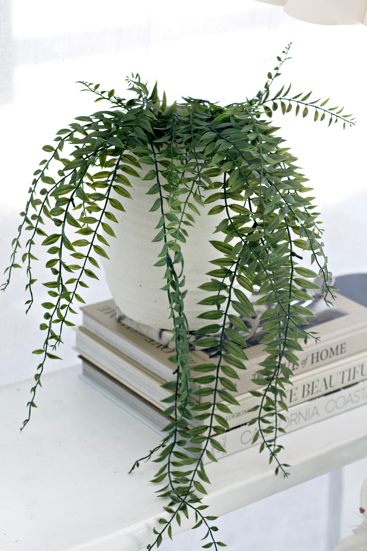 Sword fern in a white ribbed pot resting on a stack of books by a sunlit window