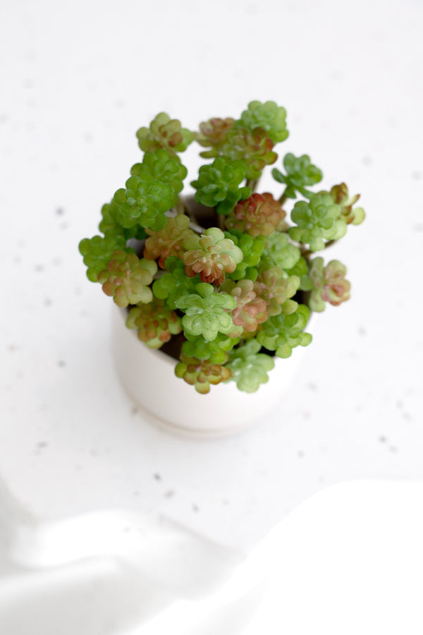 Mini Succulent Bush – 18cm Artificial Green Accent