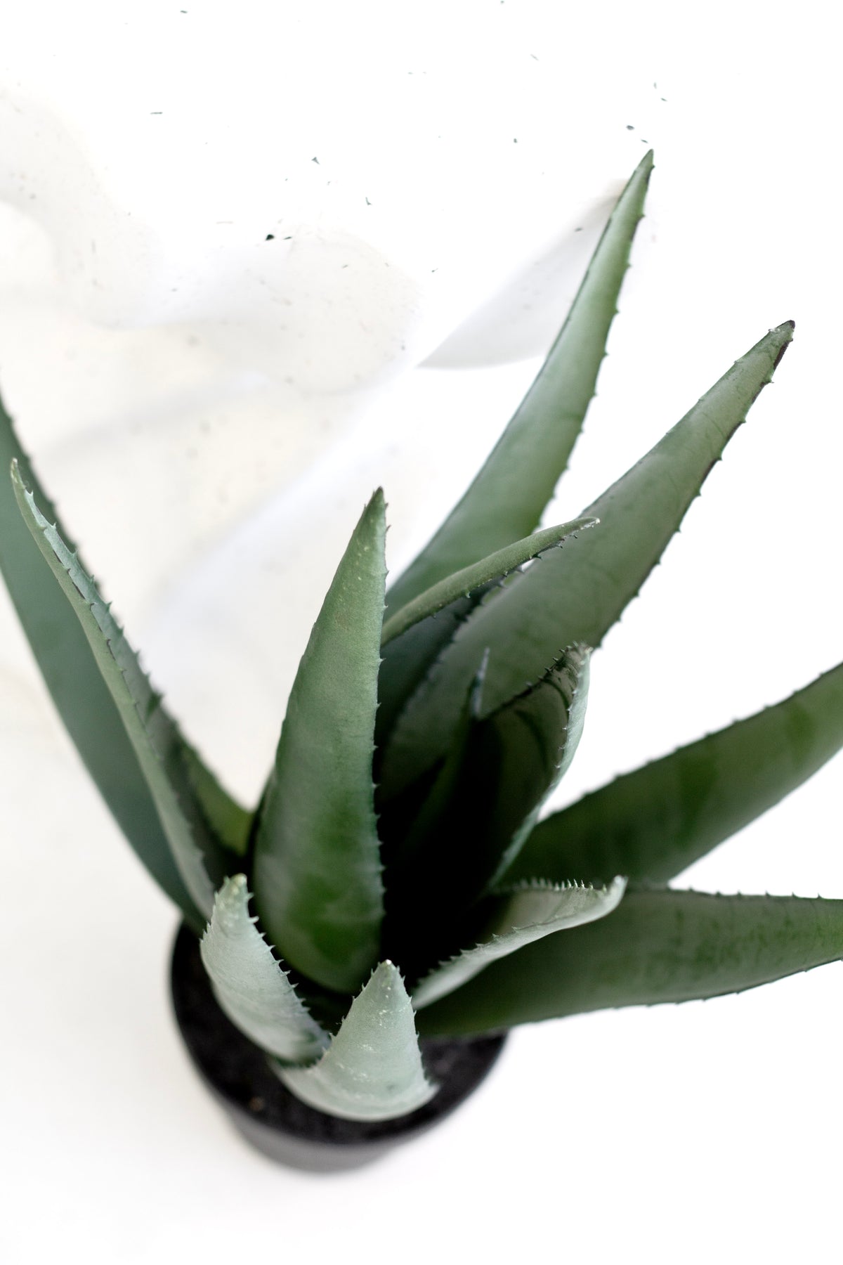 Aloe vera in a black pot seen from above at an angle
