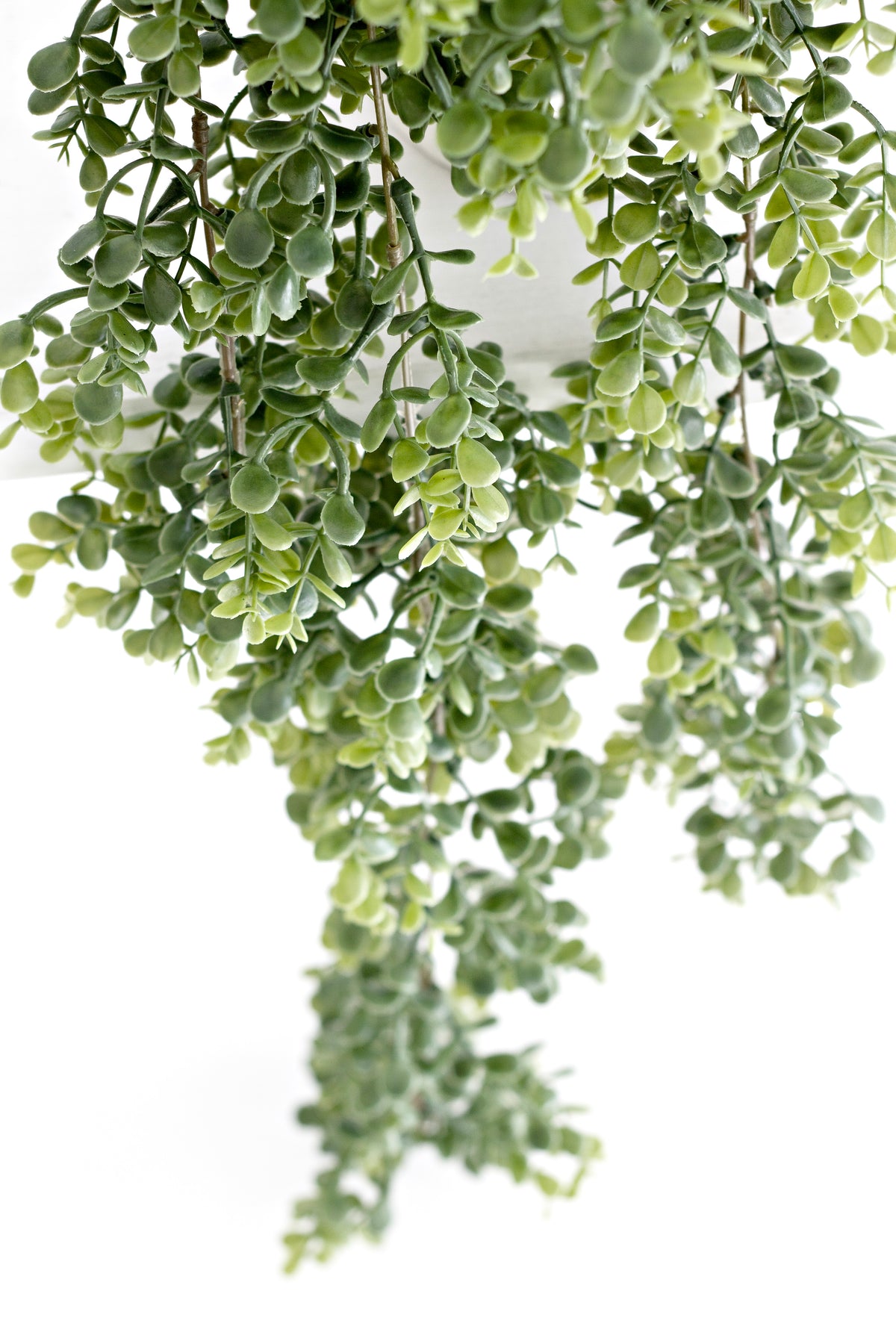 Close view of the eucalyptus foliage, rounded green leaves along fine trailing stems