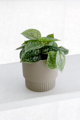 Scindapsus Pictus in Pot – 18cm Faux Potted Plant