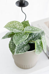 Scindapsus Pictus in Pot – 18cm Faux Potted Plant