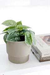 Scindapsus Pictus in Pot – 18cm Faux Potted Plant