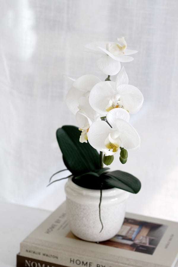 Phalaenopsis Orchid in Ceramic Pot – White | 46cm & 58cm Sizes Available