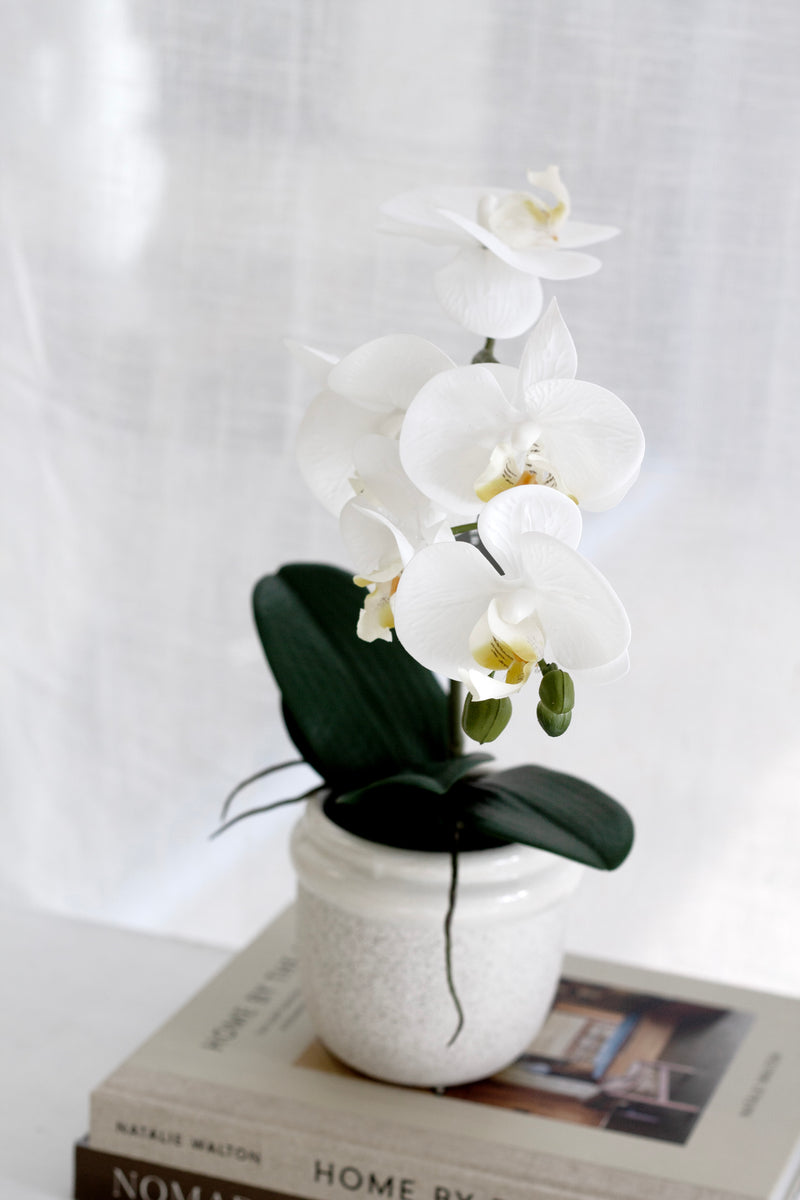 Phalaenopsis Orchid in Ceramic Pot – White | 46cm & 58cm Sizes Available
