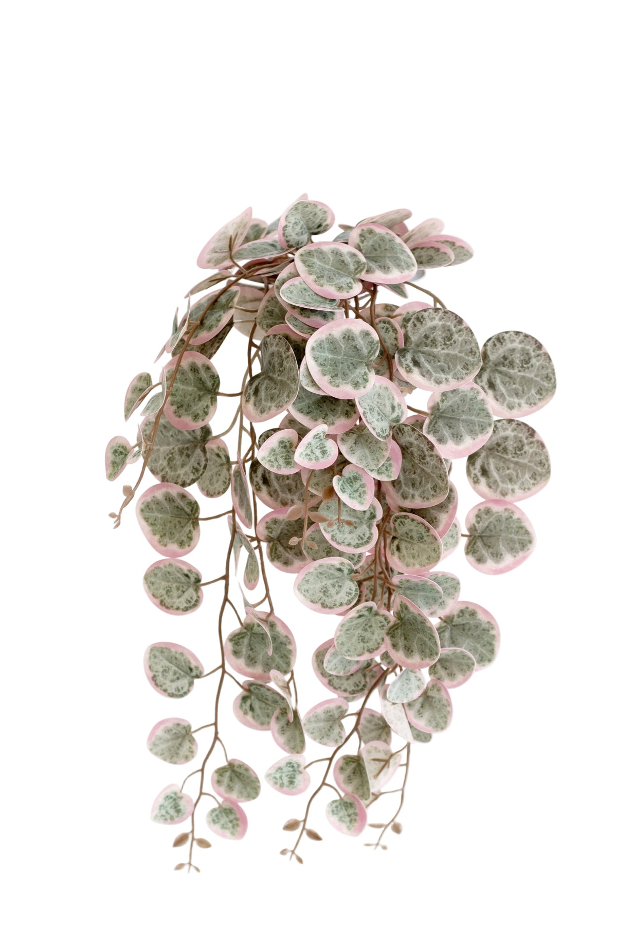 Faux variegated string of hearts vine with pink edged green heart shaped leaves, shown trailing against a white background