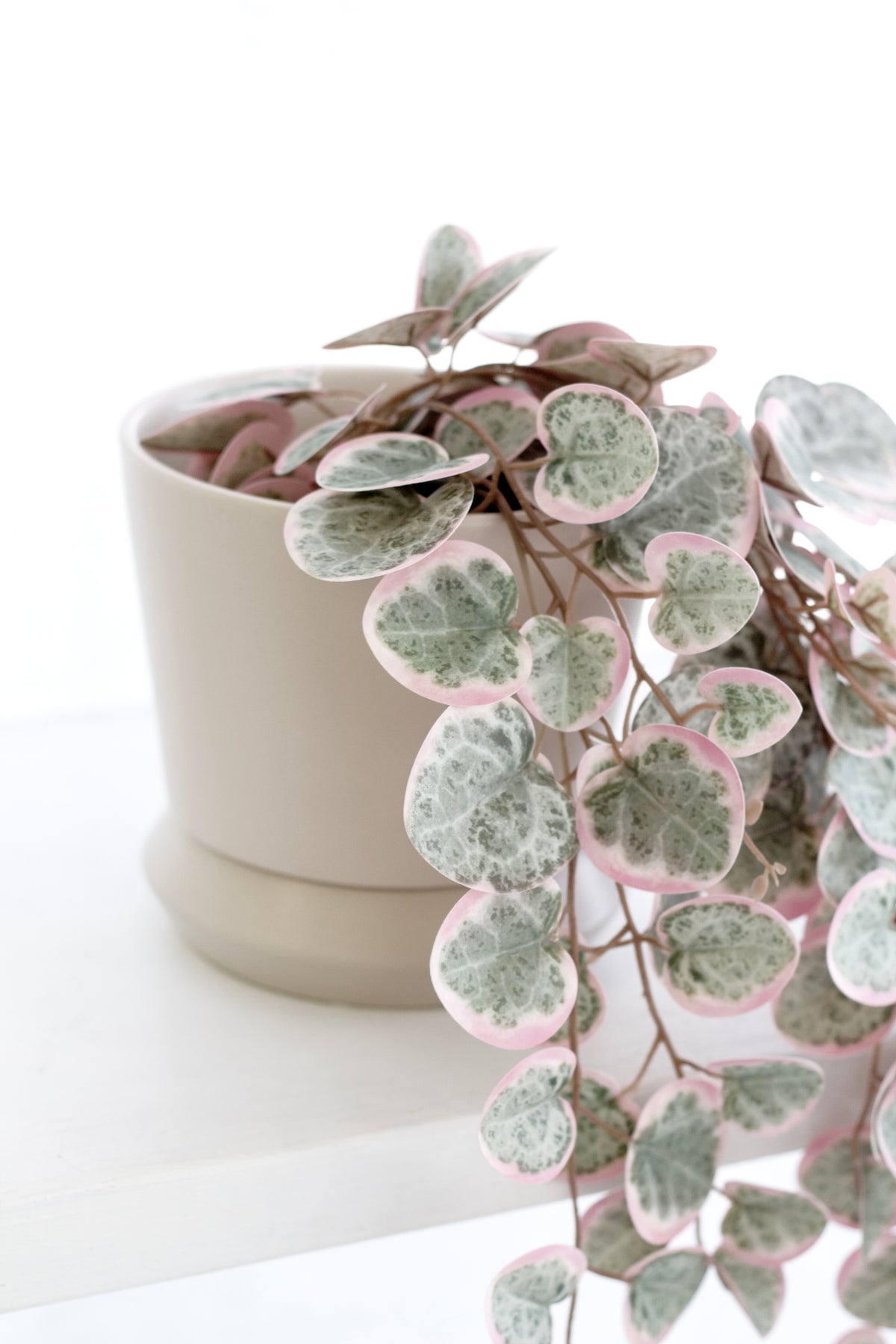 Parchment Hamburg planter with a trailing plant spilling down over the saucer