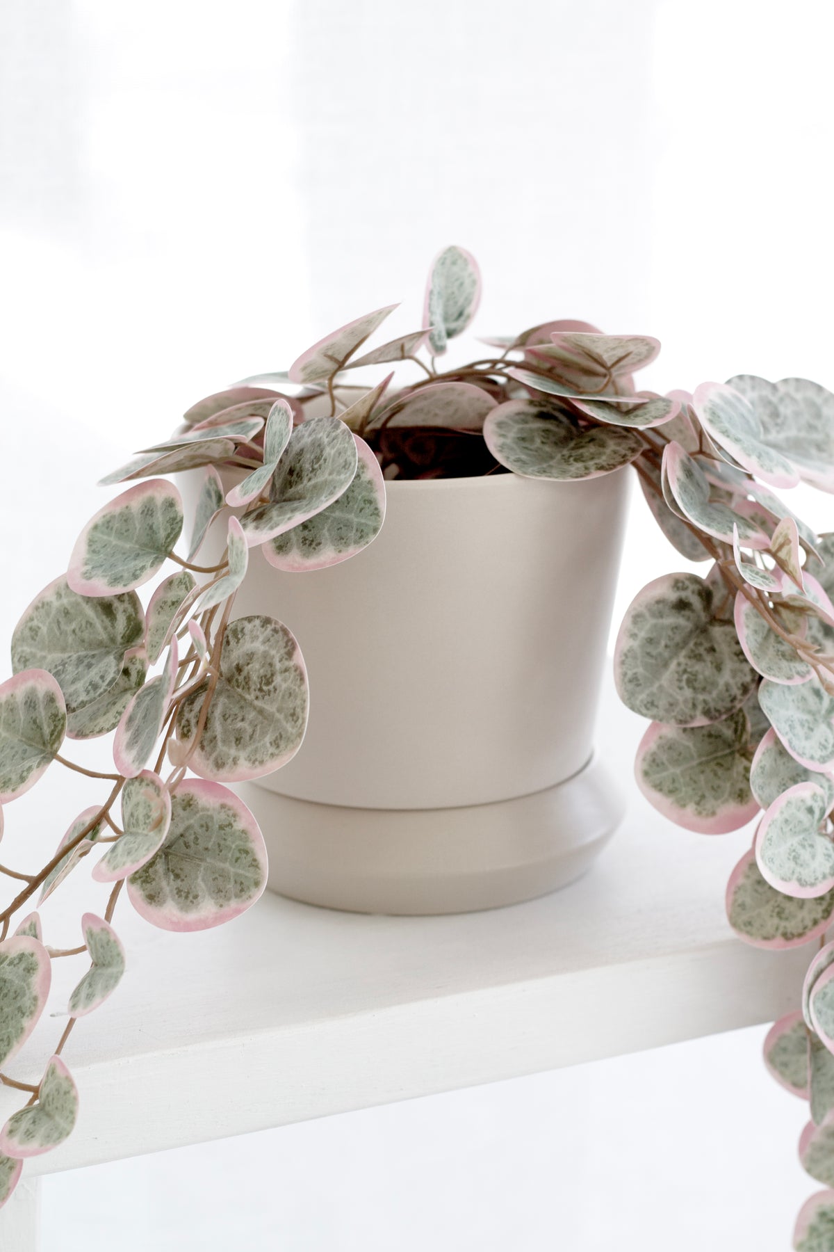 Parchment Hamburg planter holding a trailing plant with round silvery leaves