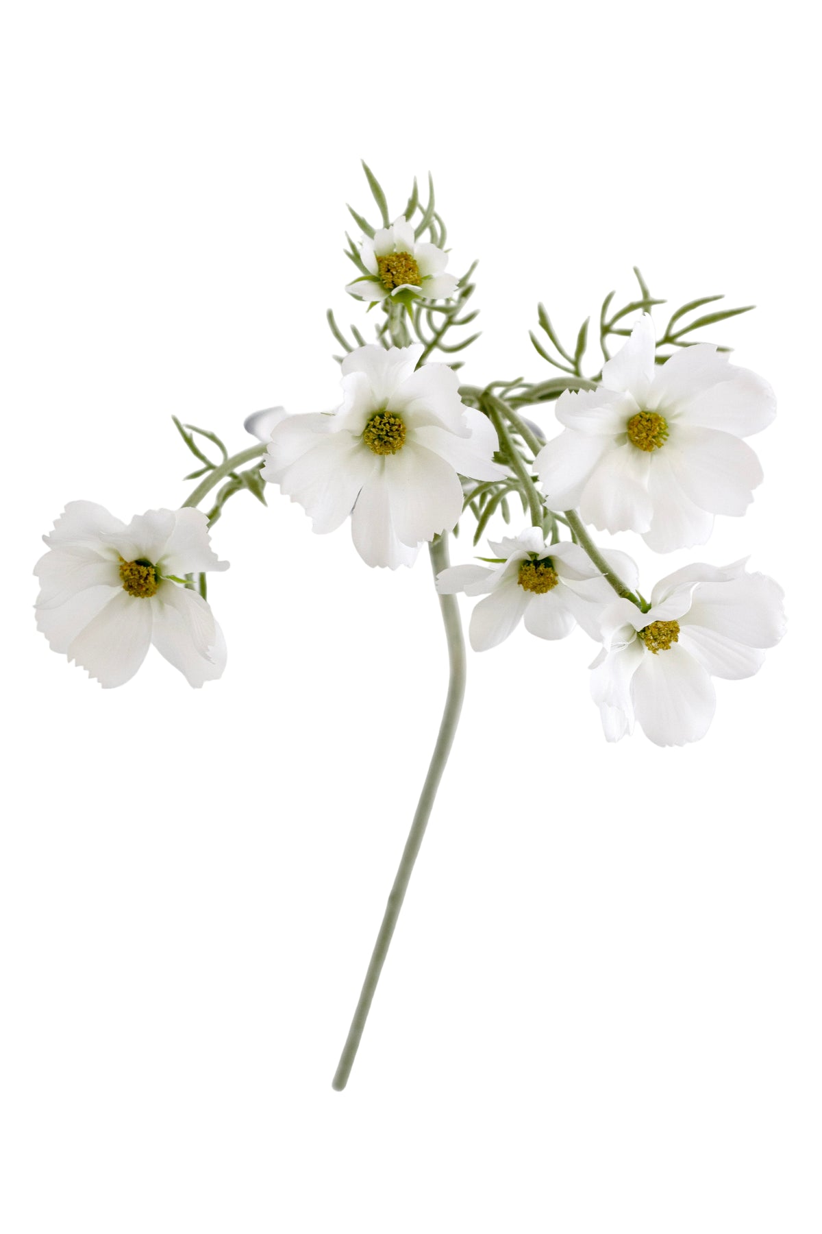 White Cosmos Spray with several white flowers, yellow centres and buds, on white