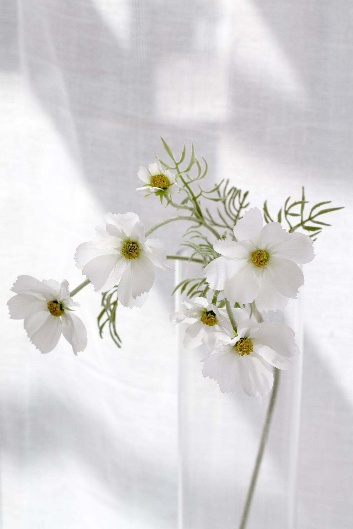 White cosmos stems in clear glass in soft window light