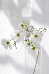 Faux Cosmos Spray – White (Also Available in Pink) | 51cm Stem