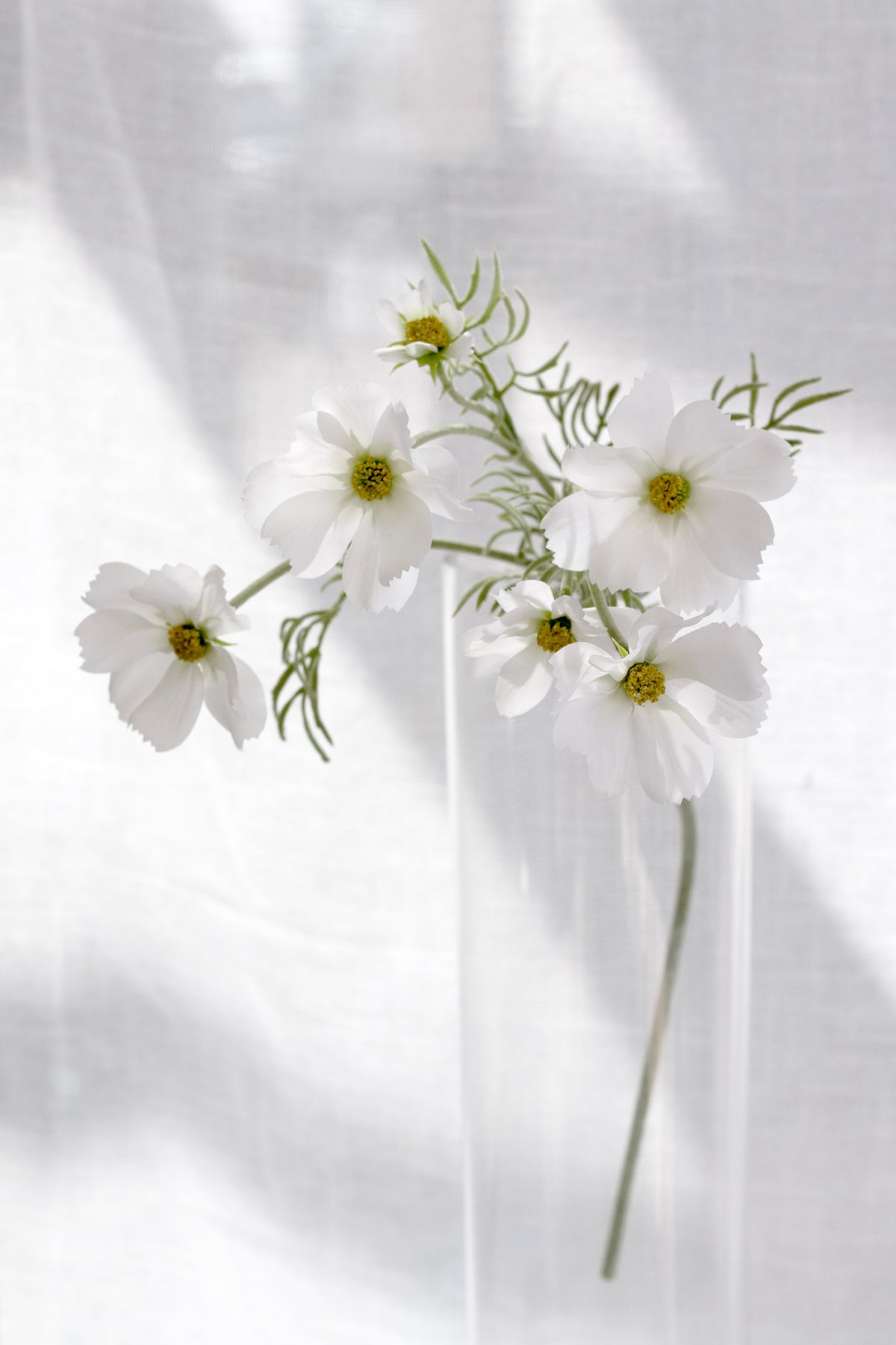 White cosmos stems in a clear glass vase with soft shadows and a sheer curtain