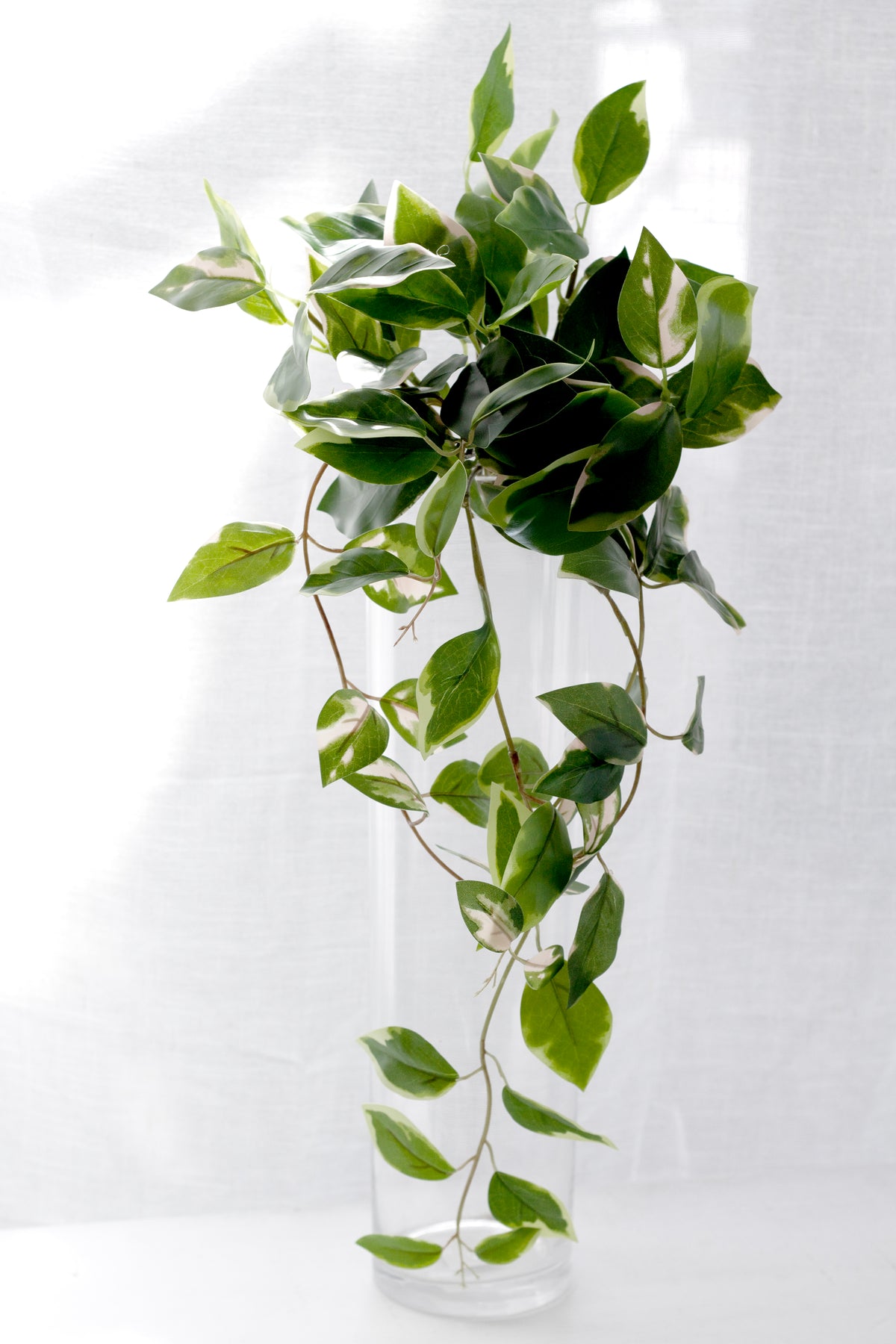 Pothos trailing from a tall clear glass vase against a sheer curtain