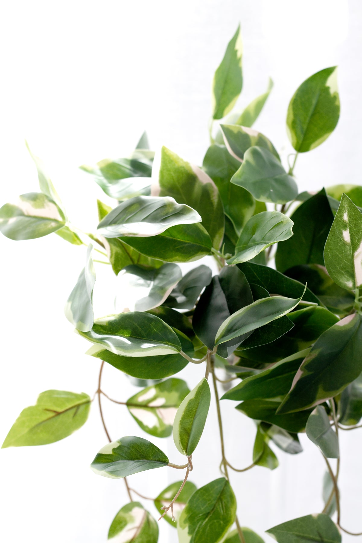 Close view of the variegated leaves, green marbled with cream, against white