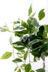 Pothos Variegated Hanging Bush 40cm – Artificial Greenery