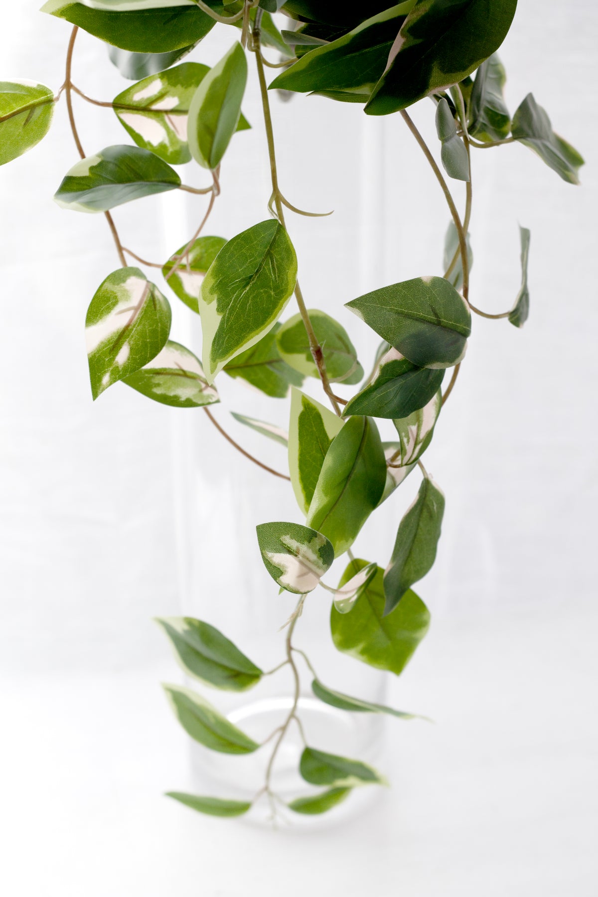 Pothos vines trailing from a clear glass vessel in front of a sheer curtain